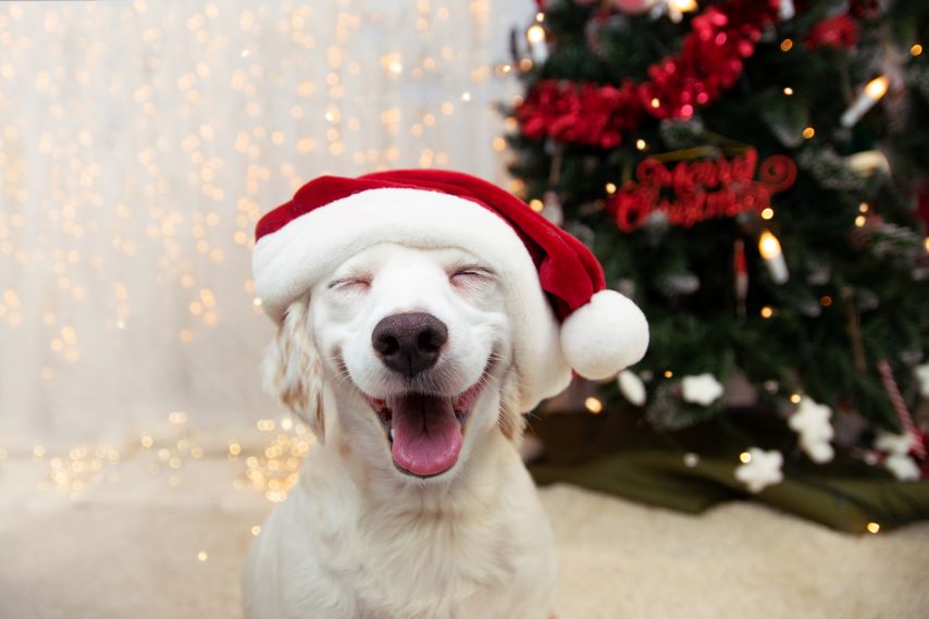 Kerst met je hond | Hondenhuis